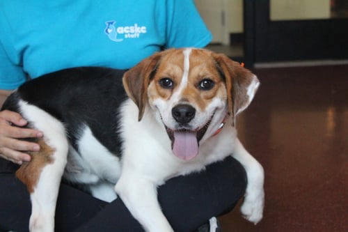 COLT - Beagle / Terrier for adoption in Dover