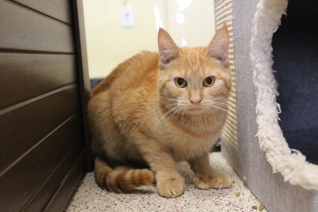 BEAN BOHNANZA - Domestic Short Hair available for adoption