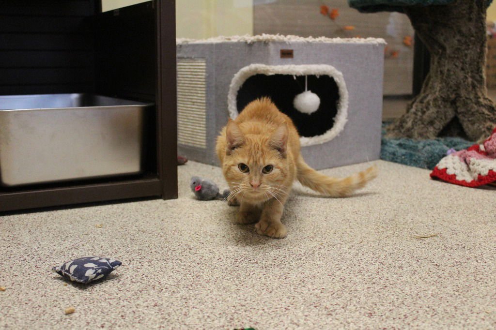 BEAN BOHNANZA - Domestic Short Hair available for adoption