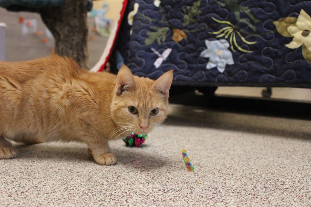 Bean Bohnanza - Photo 3