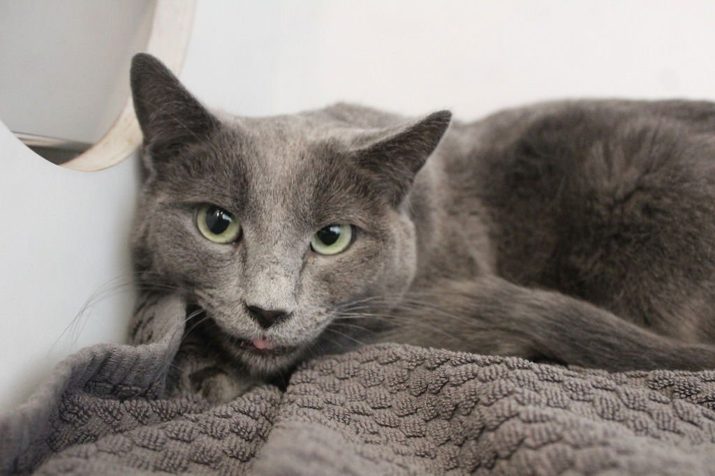 NIMBUS - Domestic Short Hair available for adoption