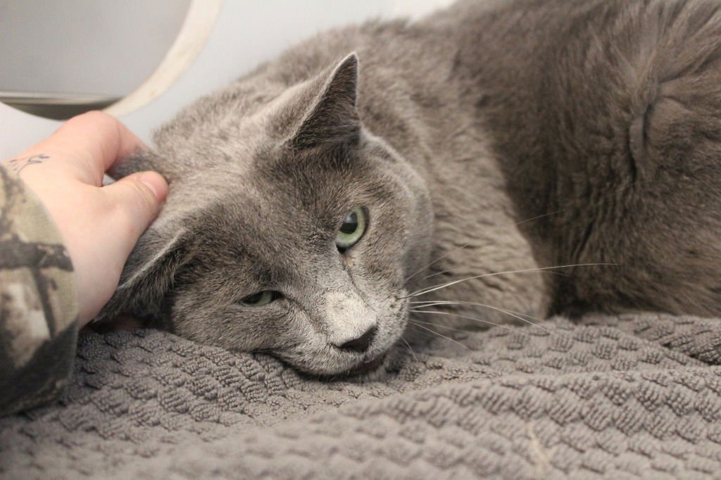 NIMBUS - Domestic Short Hair available for adoption