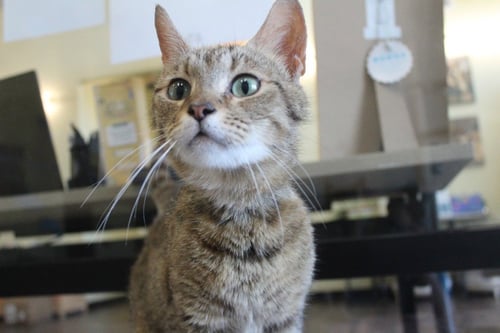 SKADI - Domestic Short Hair available for adoption