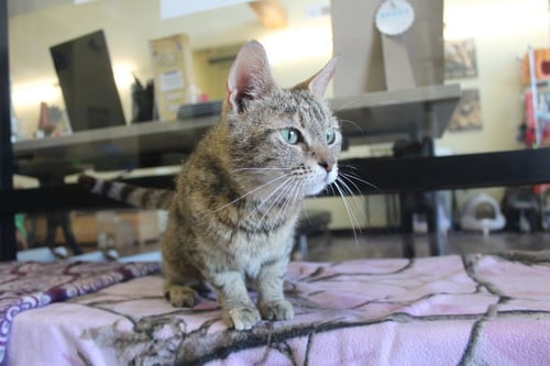 SKADI - Domestic Short Hair available for adoption