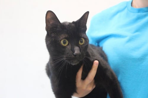 TOMMY - Domestic Short Hair for adoption in Dover