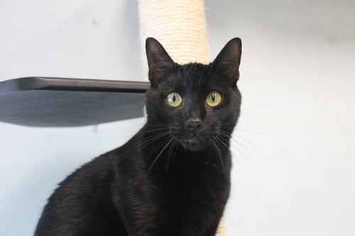 TOMMY - Domestic Short Hair available for adoption