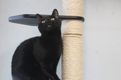 TOMMY - Domestic Short Hair available for adoption