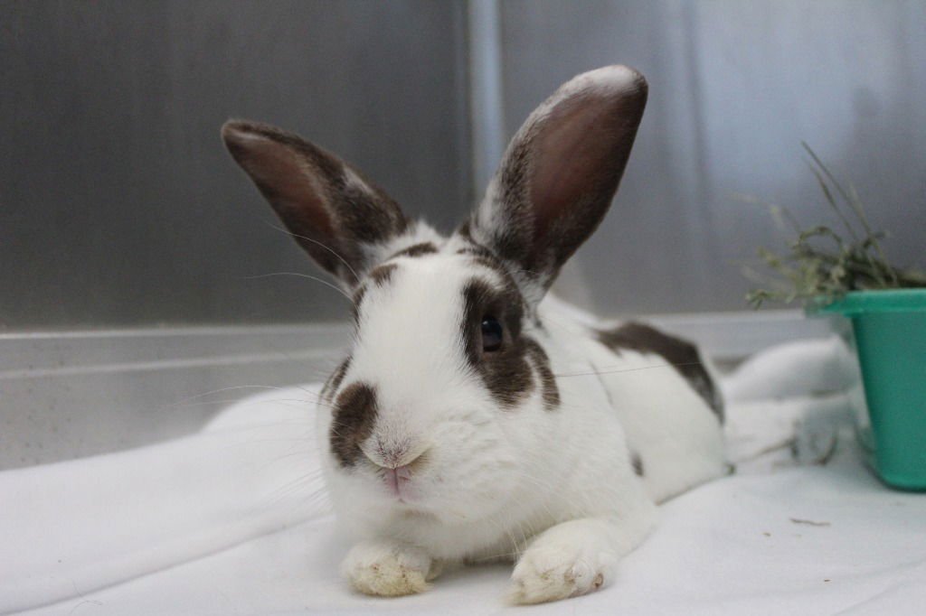 JAMESON - American available for adoption