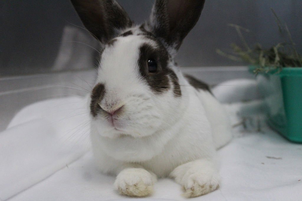 JAMESON - American available for adoption