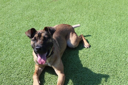 SAGE - Belgian Shepherd Malinois / Terrier for adoption in Dover