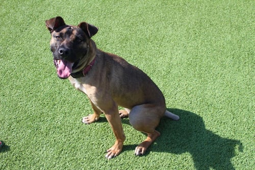 SAGE - Belgian Shepherd Malinois / Terrier available for adoption