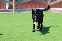 Jitterbug - Photo 3