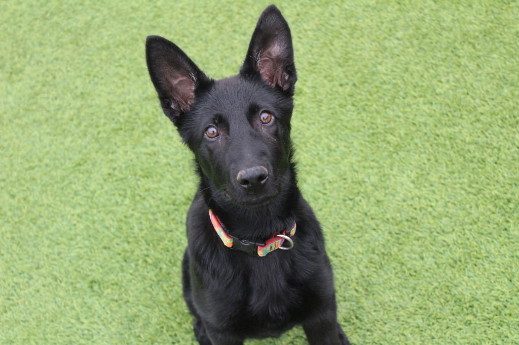 JITTERBUG - German Shepherd Dog / Terrier available for adoption