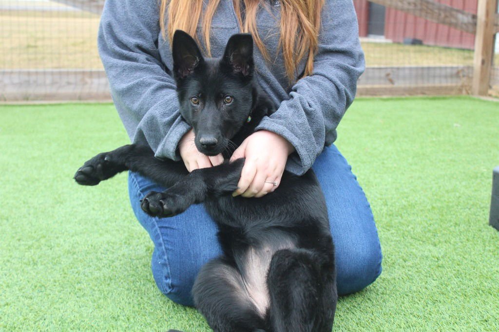 JITTERBUG - German Shepherd Dog / Terrier available for adoption