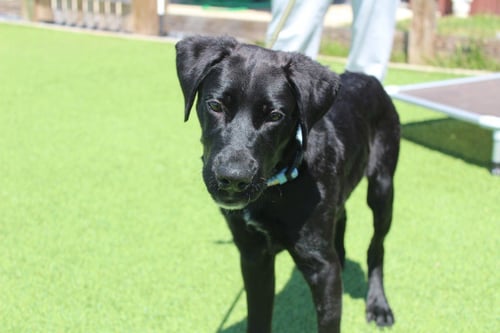 NICO - Labrador Retriever / Hound available for adoption