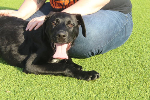 NICO - Labrador Retriever / Hound available for adoption