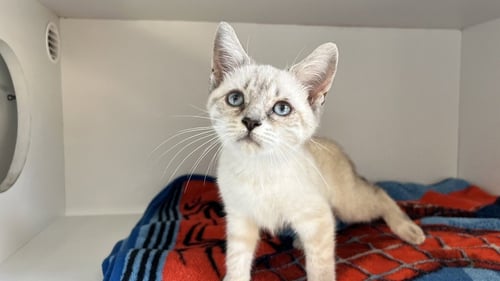 JAY - Domestic Short Hair available for adoption