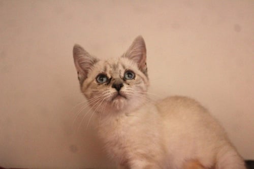 JAY - Domestic Short Hair available for adoption