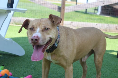 OATIE - Pit Bull Terrier available for adoption
