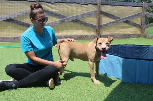 OATIE - Pit Bull Terrier available for adoption