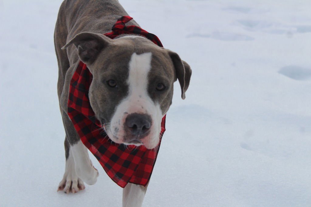 CHUBBS - Pit Bull Terrier available for adoption