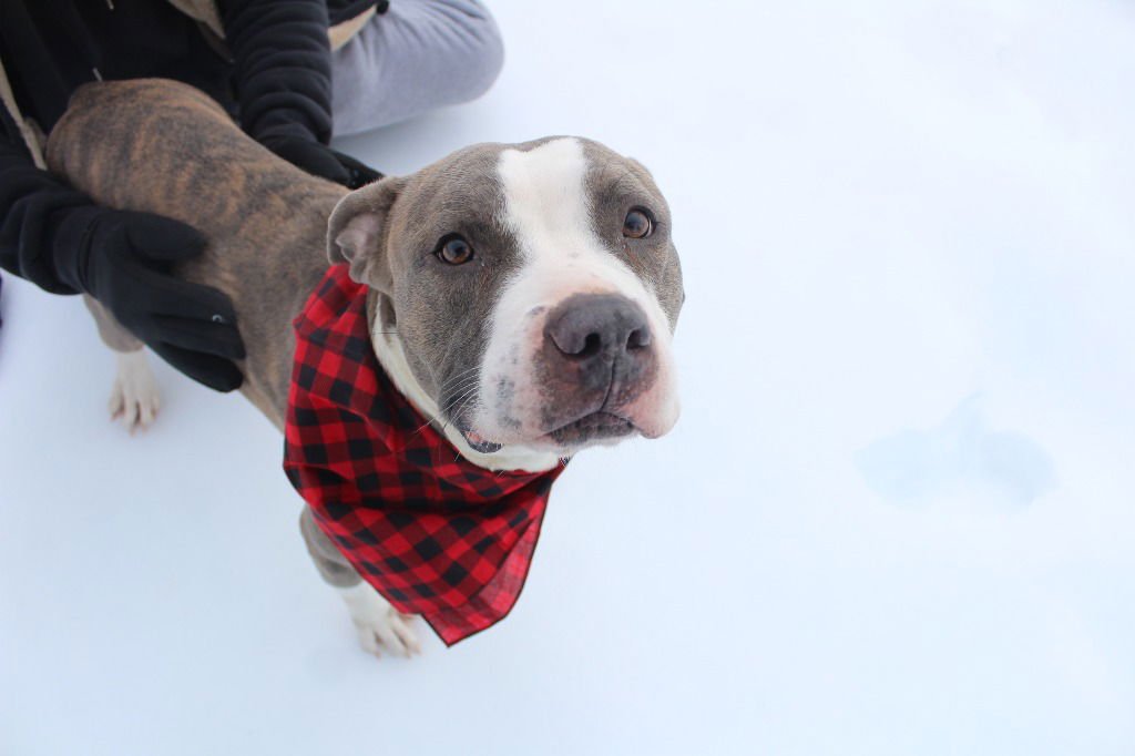 CHUBBS - Pit Bull Terrier available for adoption