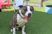 Chubbs - Photo 3