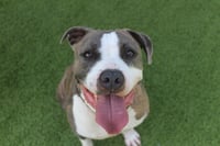 Chubbs - Photo 4