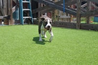 Chubbs - Photo 2