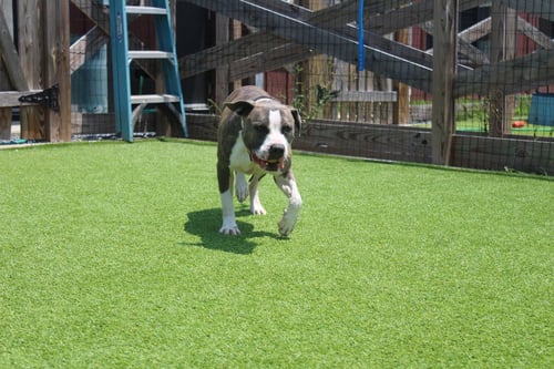 CHUBBS - Pit Bull Terrier available for adoption