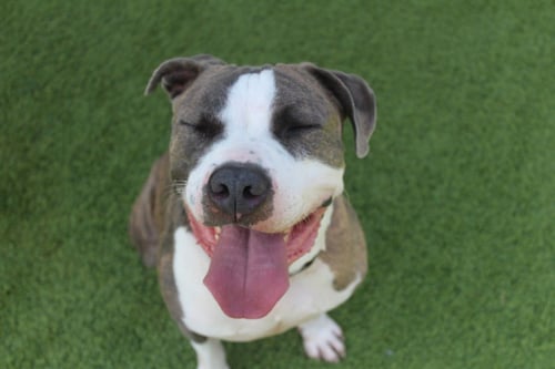 CHUBBS - Pit Bull Terrier available for adoption
