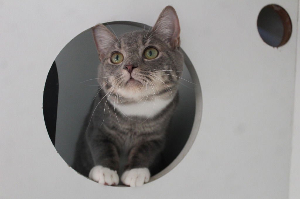 SPILL THE BEANS - Domestic Short Hair available for adoption