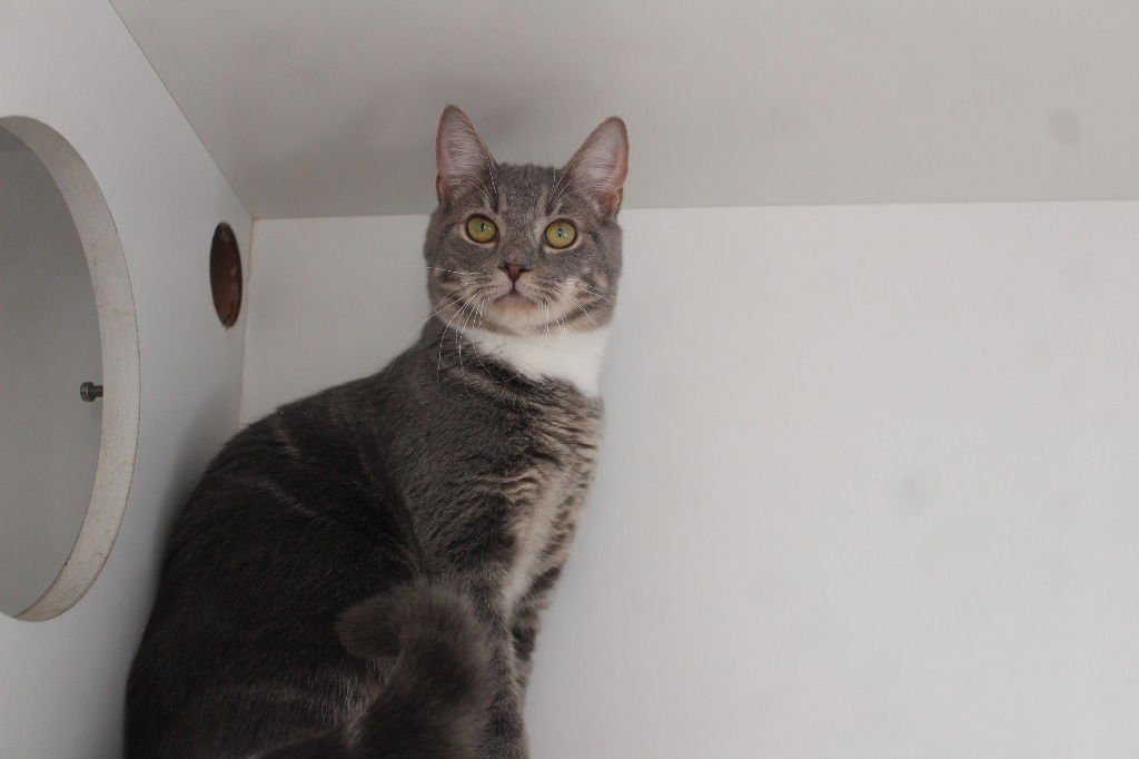 SPILL THE BEANS - Domestic Short Hair available for adoption