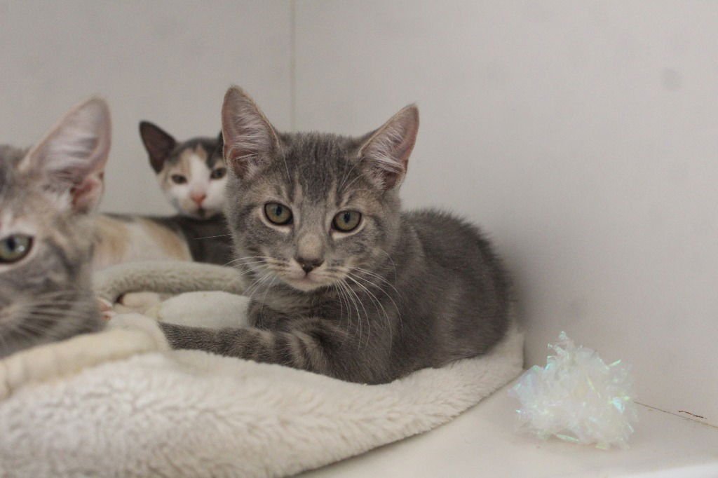 Spill the Beans - Photo 4