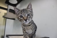 Rum Tum Tugger - Photo 1