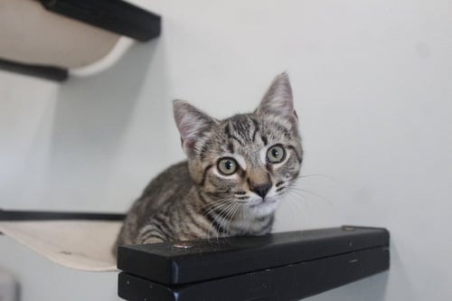 RUM TUM TUGGER - Domestic Short Hair available for adoption