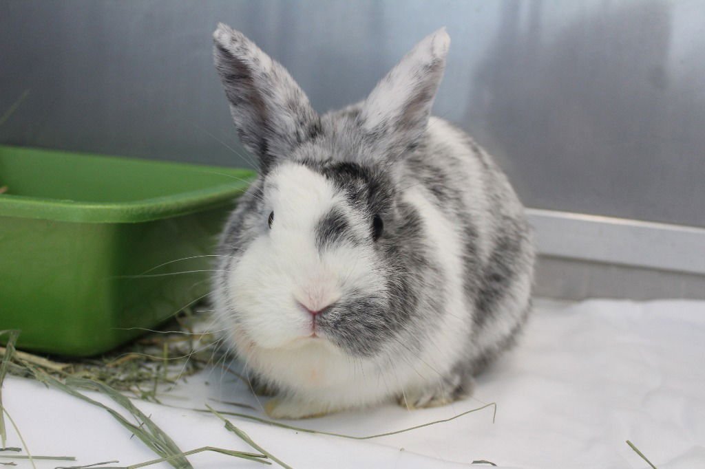 GIN - Harlequin available for adoption