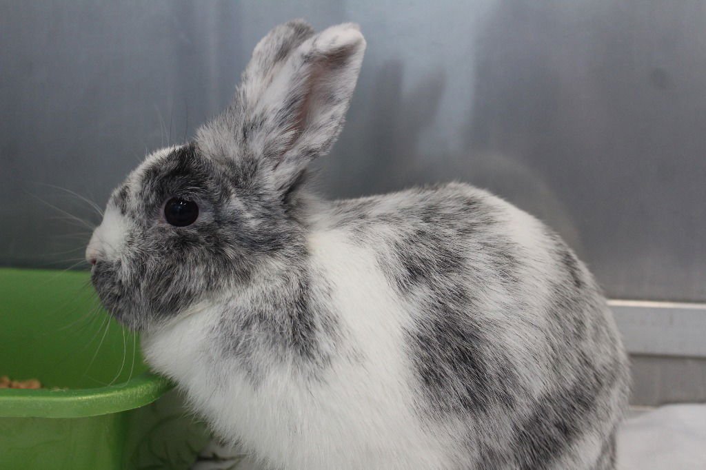 GIN - Harlequin available for adoption