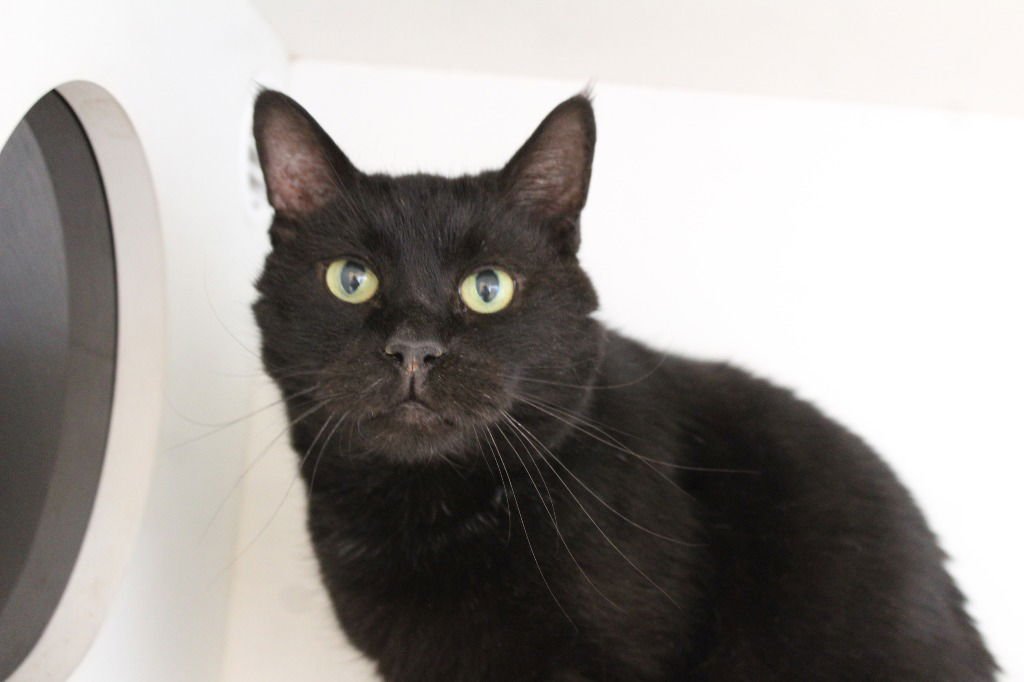 TOOTHLESS - Domestic Short Hair available for adoption