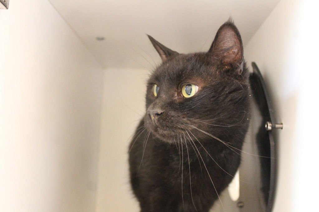 TOOTHLESS - Domestic Short Hair available for adoption