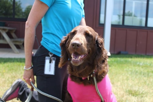 MILLIE - Labrador Retriever / Poodle (unknown type) available for adoption