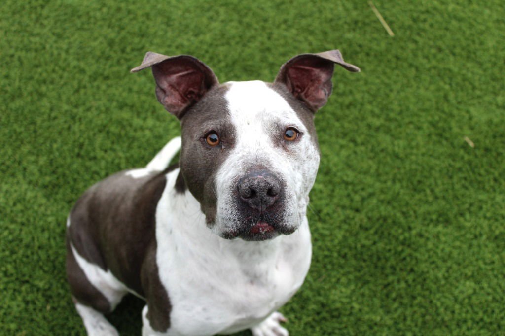 MR. BLUE - Pit Bull Terrier available for adoption