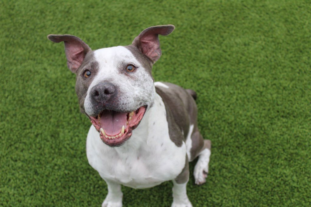 MR. BLUE - Pit Bull Terrier available for adoption