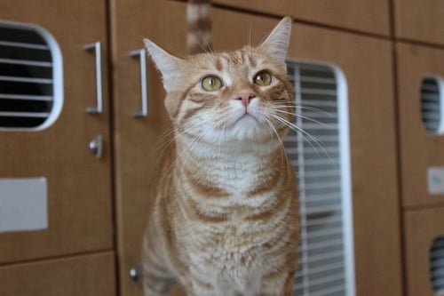 PRINCE - Domestic Short Hair available for adoption