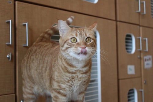 PRINCE - Domestic Short Hair available for adoption