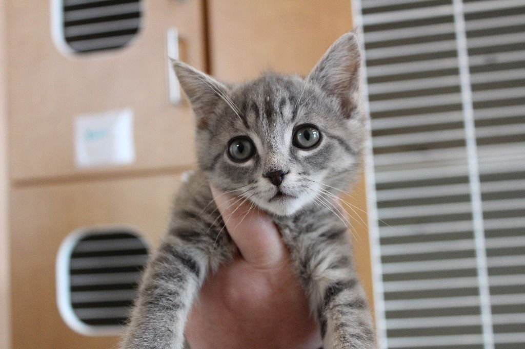 MARLIN - Domestic Short Hair available for adoption