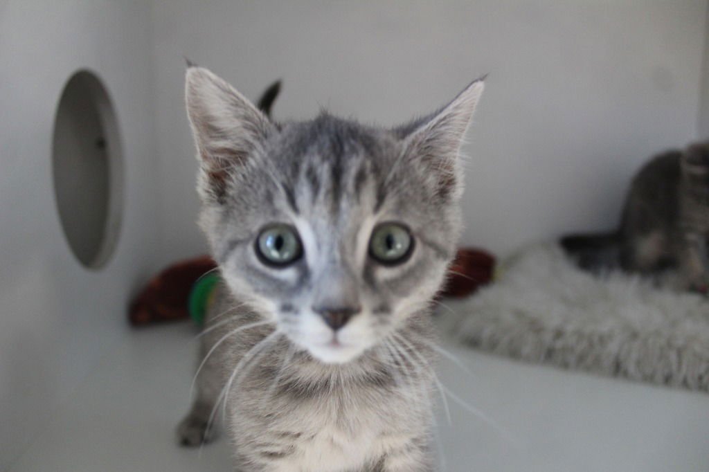 MARLIN - Domestic Short Hair available for adoption