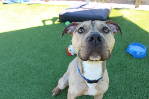 ANCHOR - Pit Bull Terrier available for adoption