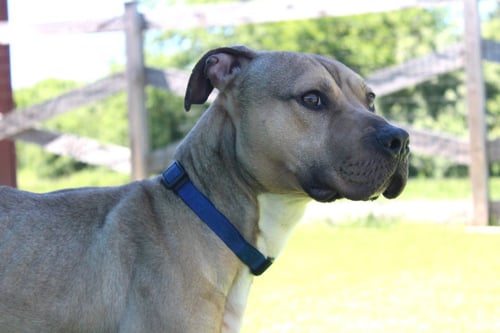 ANCHOR - Pit Bull Terrier available for adoption