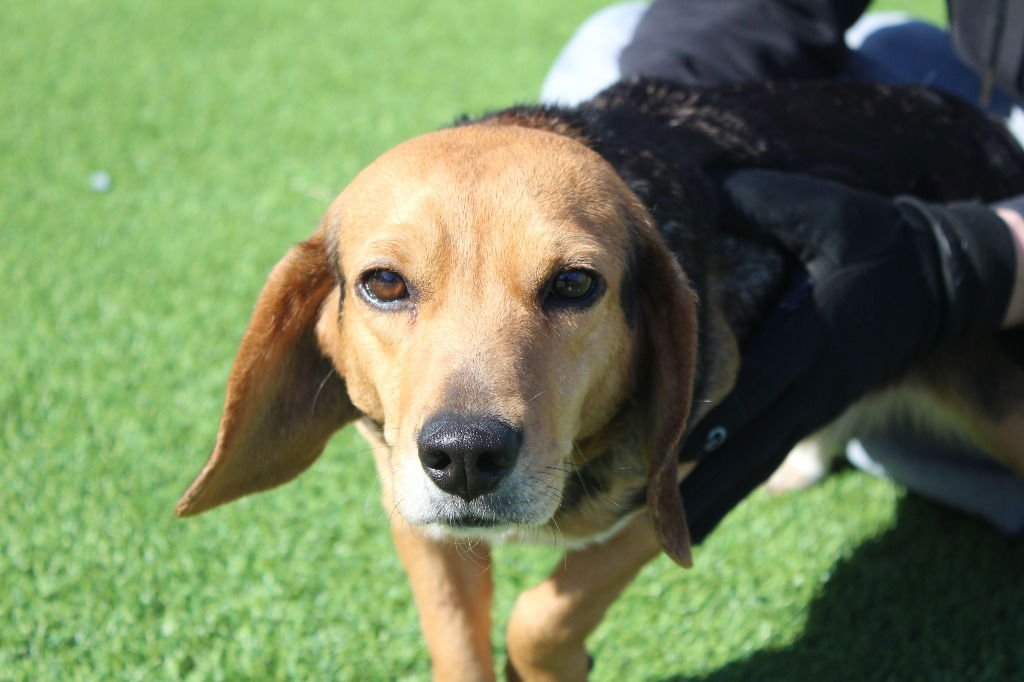 DAYLILY - Beagle available for adoption